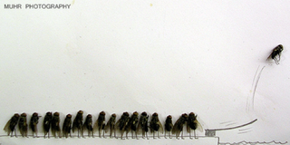 Illustration for article titled The Dead Fly Artwork Of Magnus Muhr